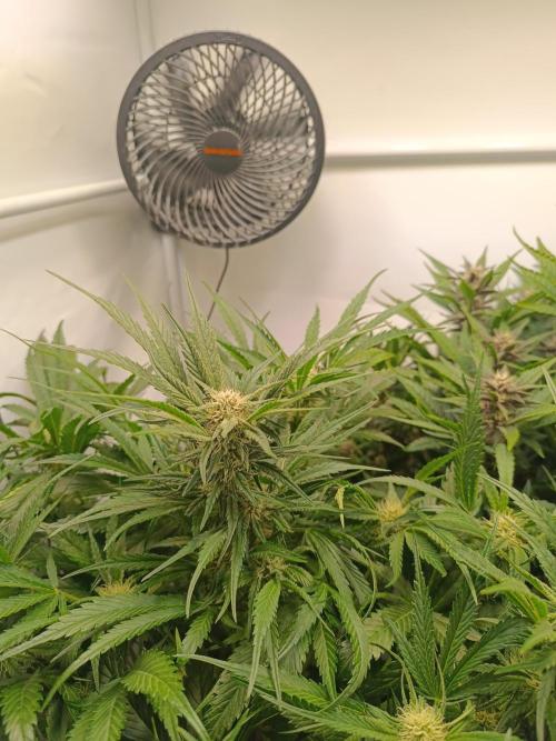 Cherry Cola Auto RF3 &LemonCherryCookies. Week 9