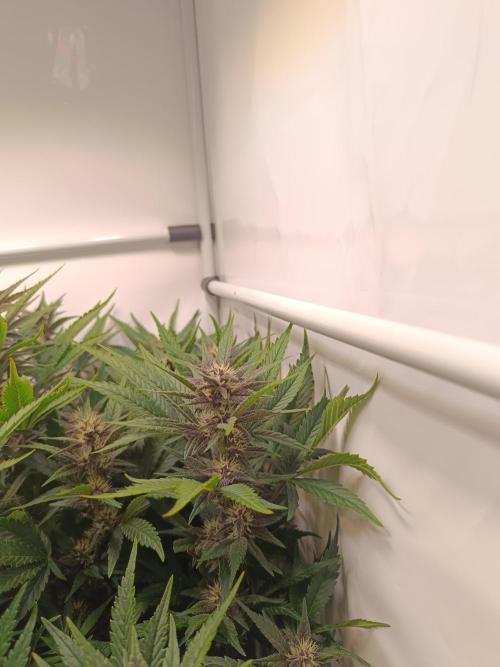 Cherry Cola Auto RF3 &LemonCherryCookies. Week 9