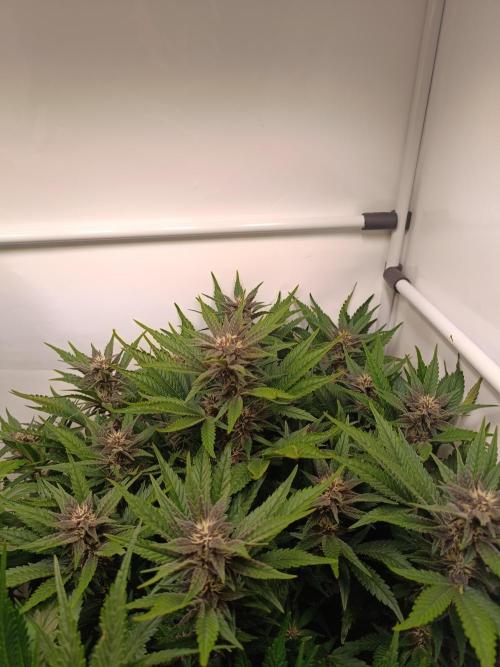 Cherry Cola Auto RF3 &LemonCherryCookies. Week 9
