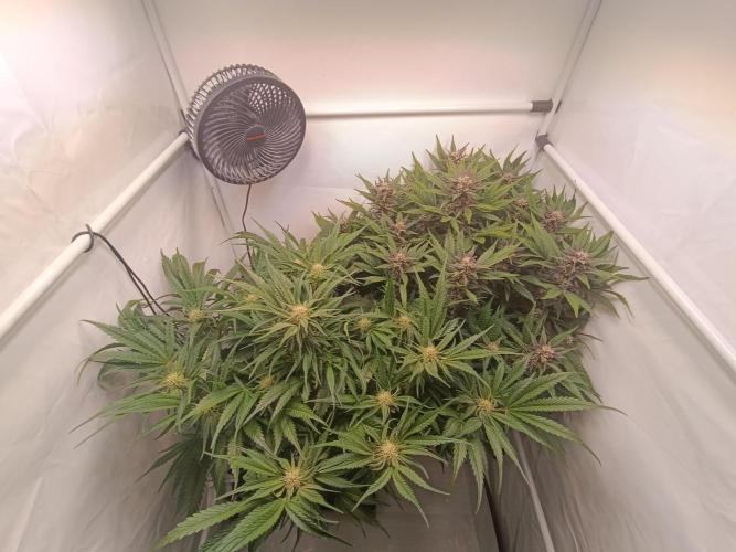 Cherry Cola Auto RF3 &LemonCherryCookies. Week 9