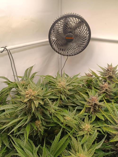 Cherry Cola Auto RF3 &LemonCherryCookies. Week 10