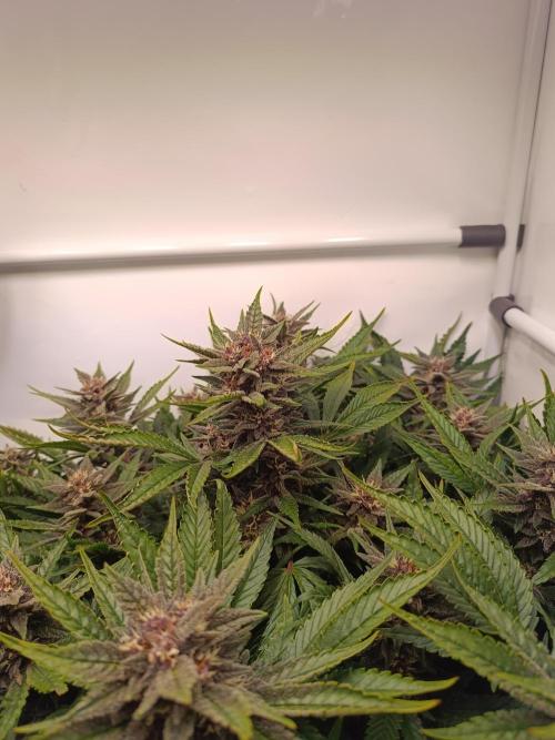 Cherry Cola Auto RF3 &LemonCherryCookies. Week 10