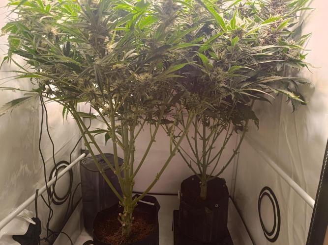 Cherry Cola Auto RF3 &LemonCherryCookies. Week 10