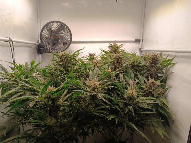 Cherry Cola Auto RF3 &LemonCherryCookies. Week 10