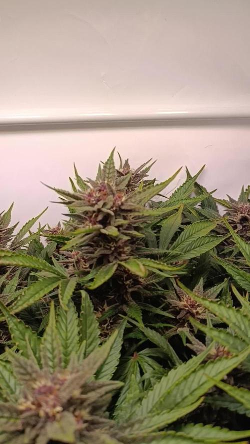Cherry Cola Auto RF3 &LemonCherryCookies