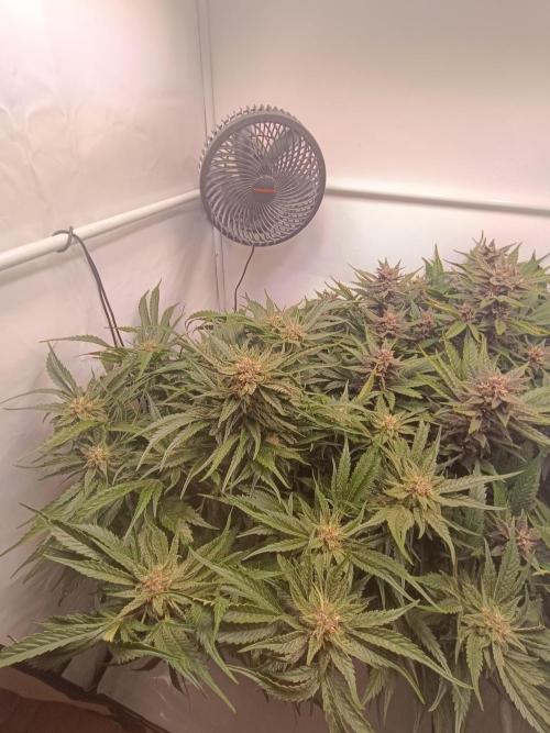 Cherry Cola Auto RF3 &LemonCherryCookies. Week 10