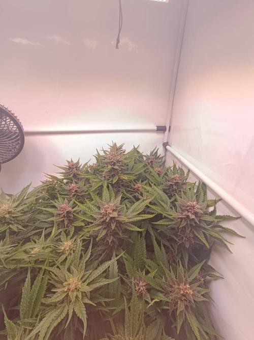 Cherry Cola Auto RF3 &LemonCherryCookies. Week 10