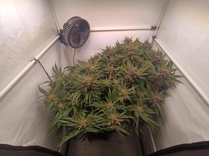 Cherry Cola Auto RF3 &LemonCherryCookies. Week 10