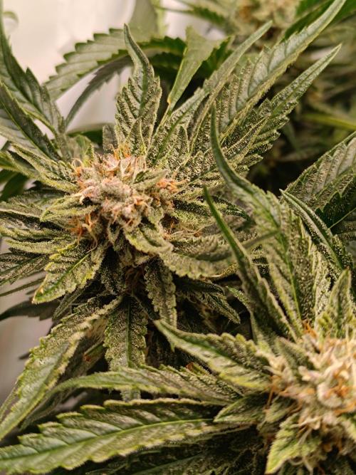 Cherry Cola Auto RF3 &LemonCherryCookies. Week 11