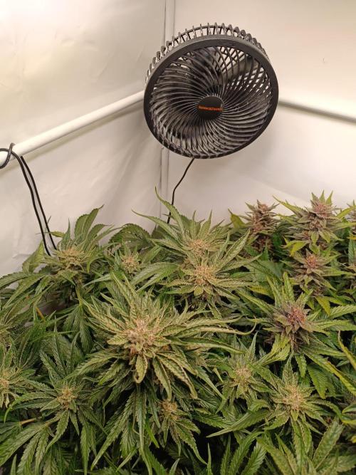 Cherry Cola Auto RF3 &LemonCherryCookies. Week 11