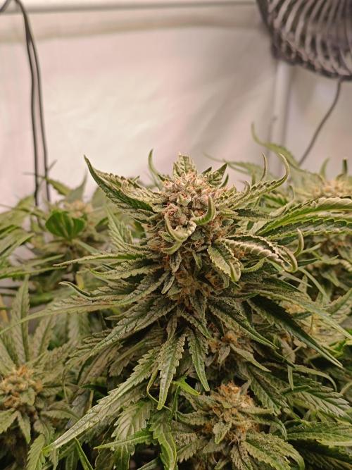 Cherry Cola Auto RF3 &LemonCherryCookies. Week 11