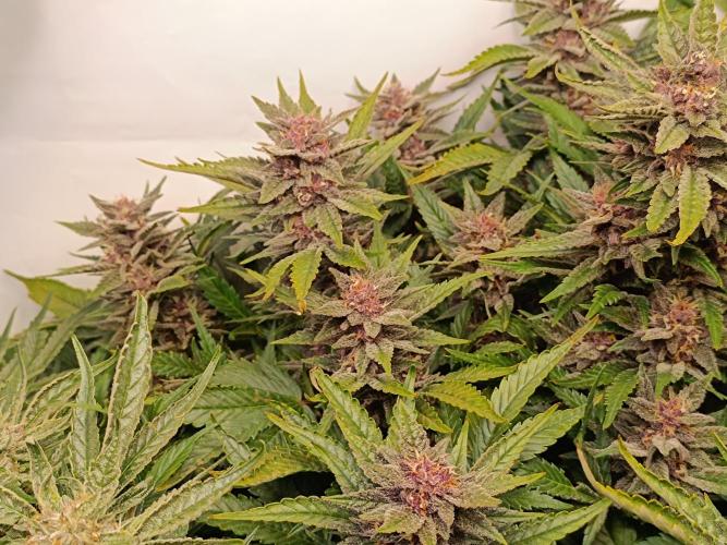 Cherry Cola Auto RF3 &LemonCherryCookies. Week 11
