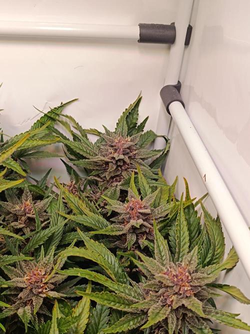 Cherry Cola Auto RF3 &LemonCherryCookies. Week 11