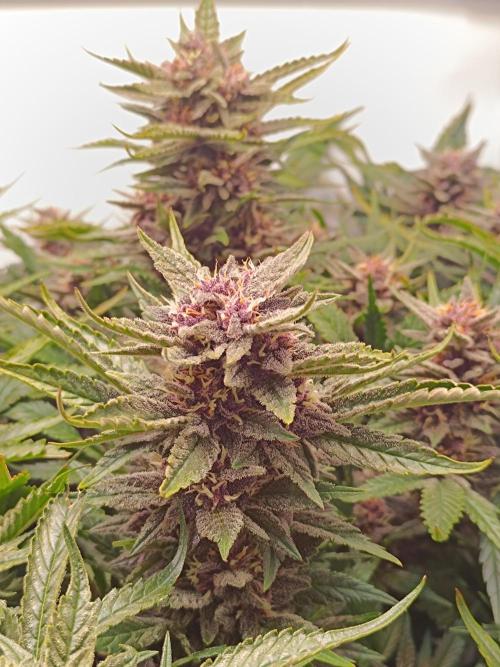 Cherry Cola Auto RF3 &LemonCherryCookies. Week 11