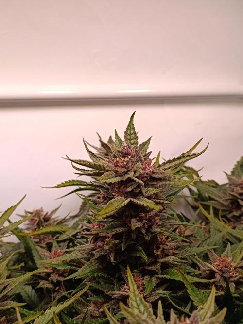 Cherry Cola Auto RF3 &LemonCherryCookies. Week 11
