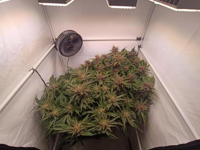 Cherry Cola Auto RF3 &LemonCherryCookies. Week 11