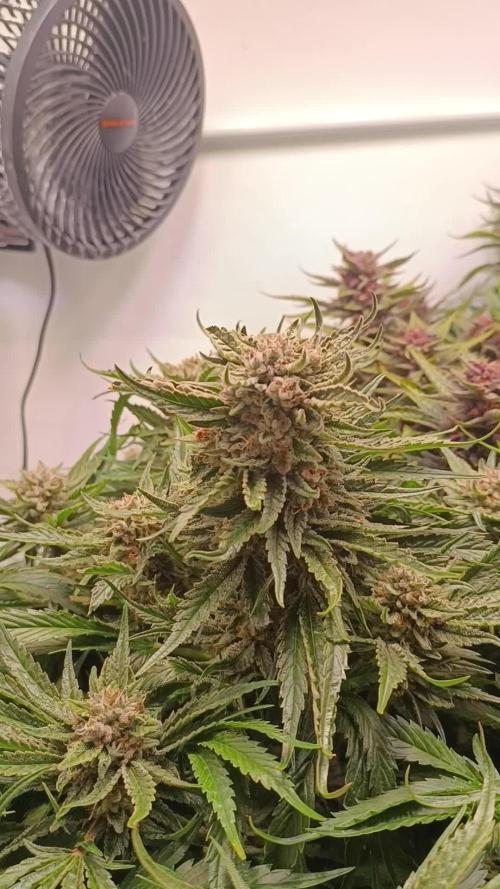 Cherry Cola Auto RF3 &LemonCherryCookies