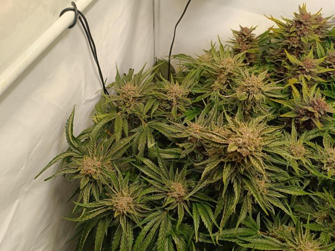 Cherry Cola Auto RF3 &LemonCherryCookies. Week 12