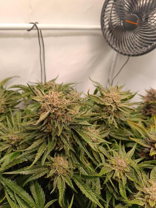 Cherry Cola Auto RF3 &LemonCherryCookies. Week 12