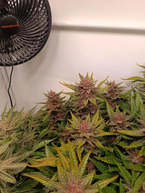 Cherry Cola Auto RF3 &LemonCherryCookies. Week 12