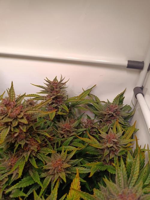 Cherry Cola Auto RF3 &LemonCherryCookies. Week 12
