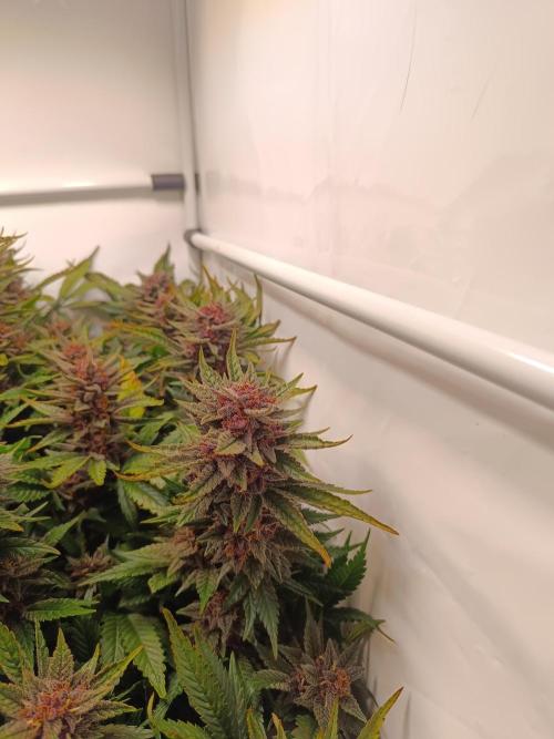 Cherry Cola Auto RF3 &LemonCherryCookies. Week 12