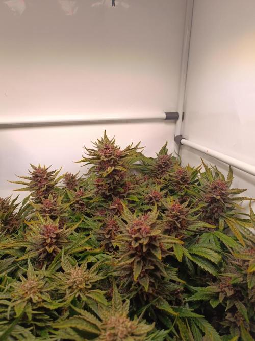 Cherry Cola Auto RF3 &LemonCherryCookies. Week 12