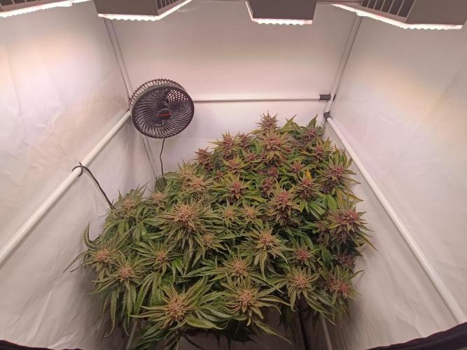 Cherry Cola Auto RF3 &LemonCherryCookies. Week 12