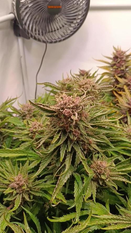 Cherry Cola Auto RF3 &LemonCherryCookies