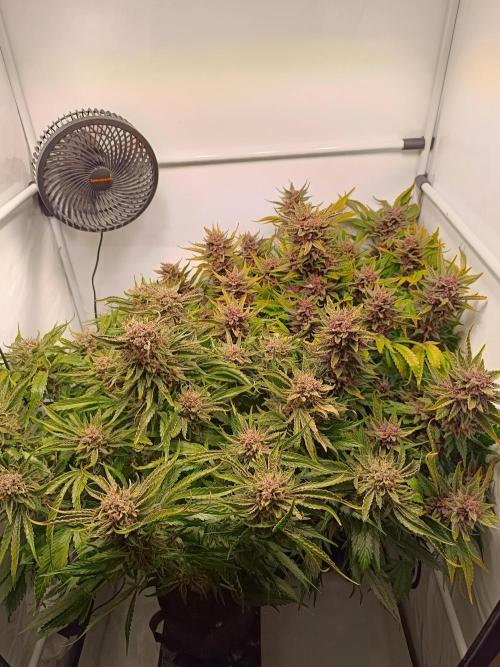 Cherry Cola Auto RF3 &LemonCherryCookies. Week 13