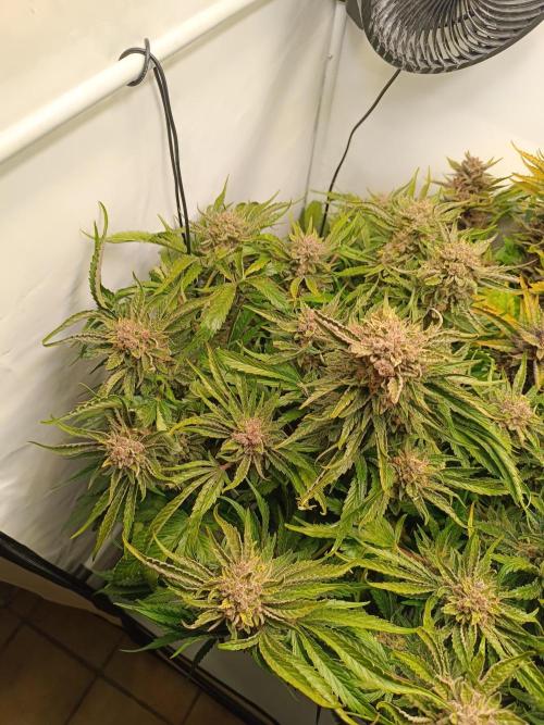 Cherry Cola Auto RF3 &LemonCherryCookies. Week 13