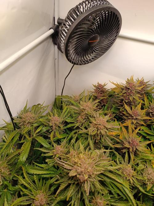 Cherry Cola Auto RF3 &LemonCherryCookies. Week 13