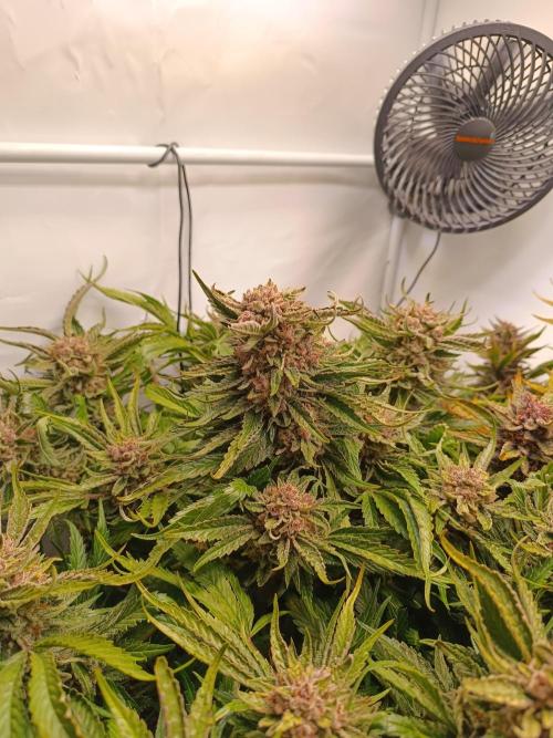 Cherry Cola Auto RF3 &LemonCherryCookies. Week 13
