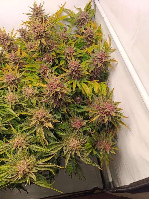 Cherry Cola Auto RF3 &LemonCherryCookies. Week 13