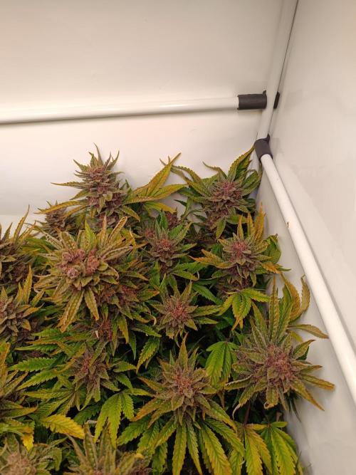 Cherry Cola Auto RF3 &LemonCherryCookies. Week 13