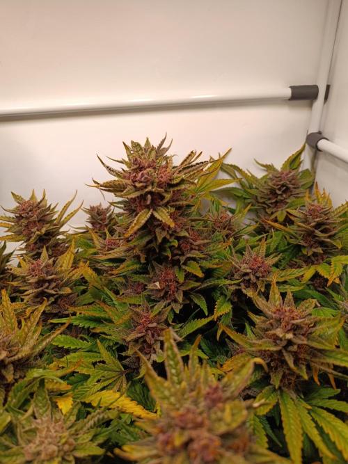 Cherry Cola Auto RF3 &LemonCherryCookies. Week 13