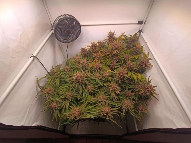 Cherry Cola Auto RF3 &LemonCherryCookies. Week 13