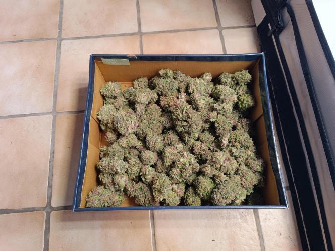 Cherry Cola Auto RF3 &LemonCherryCookies. Week 14