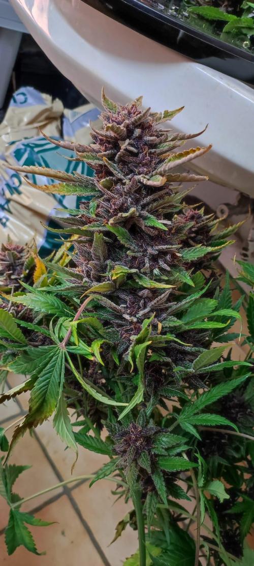 Cherry Cola Auto RF3 &LemonCherryCookies. Week 14