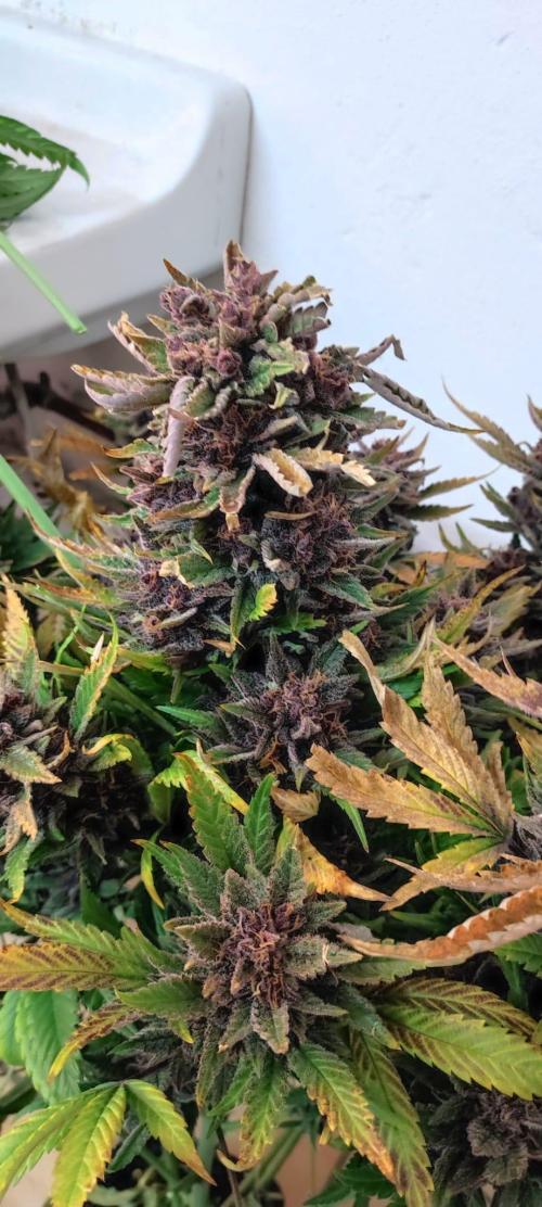 Cherry Cola Auto RF3 &LemonCherryCookies. Week 14