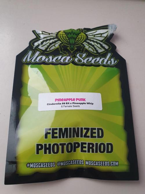 Pineapple Punk - Moscaseeds. Week 0