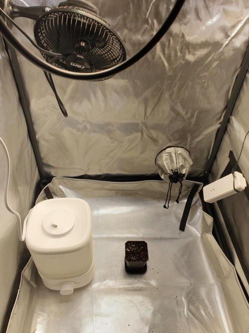 Pineapple Punk - Moscaseeds. Week 0