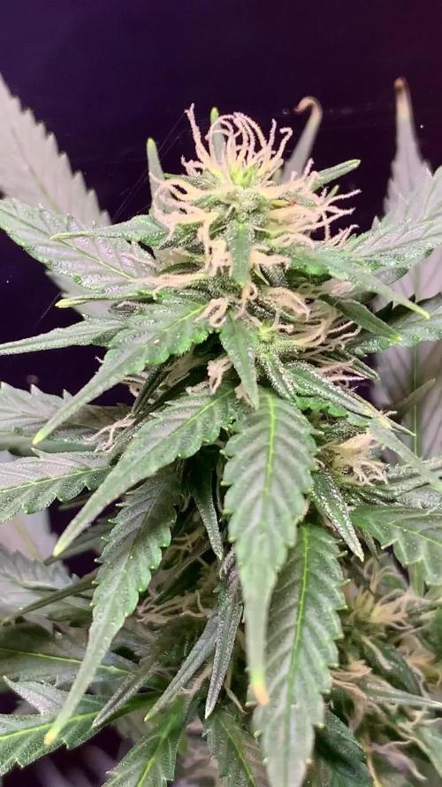 Tangerine Dream Auto Using GROWER'S CHOICE Seeds: 3 plants