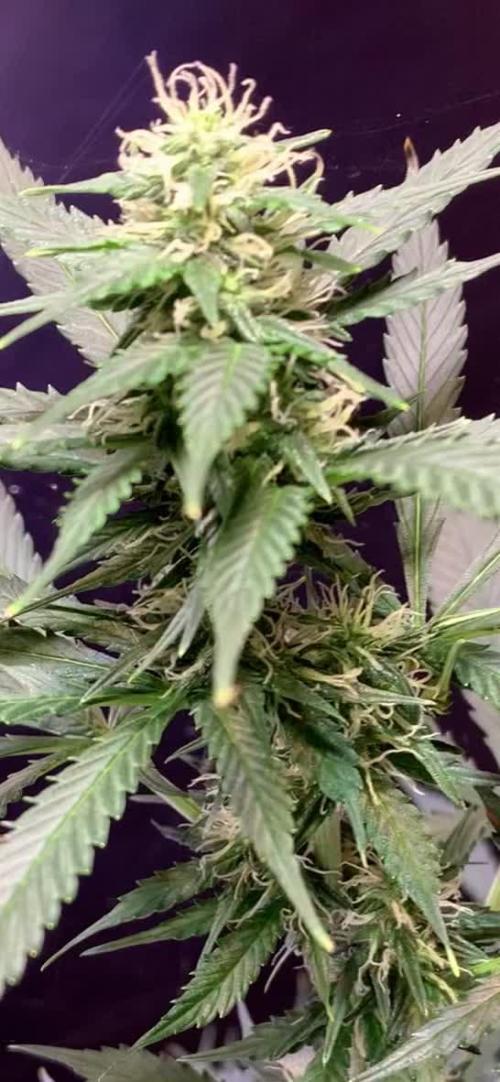 Tangerine Dream Auto Using GROWER'S CHOICE Seeds: 3 plants