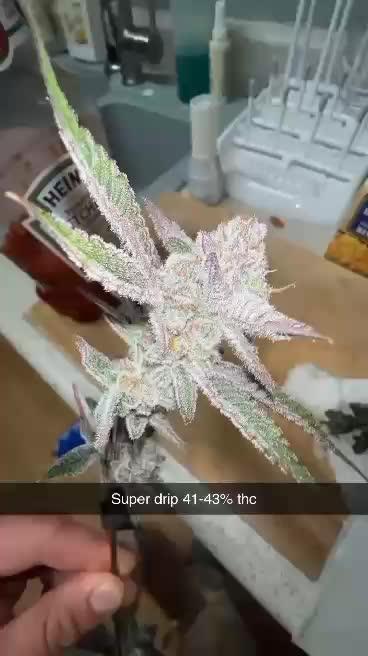 🔥Fire strains🏕️🔥