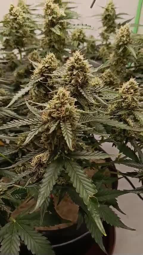 Gorilla Cookies Auto 20L Grow