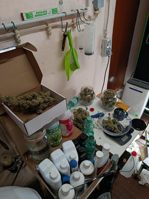 Gorilla Cookies Auto 20L Grow. Week 14