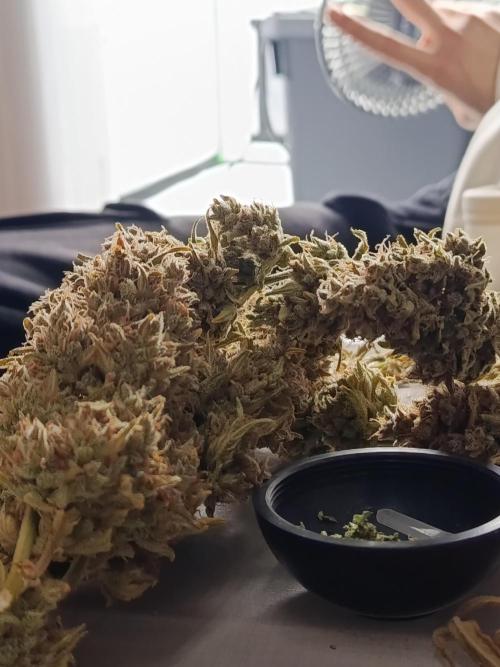 Gorilla Cookies Auto 20L Grow. Week 14