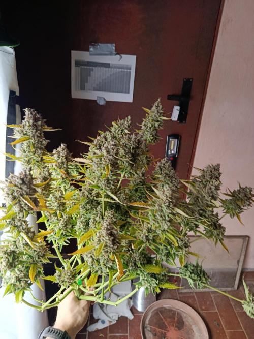 Gorilla Cookies Auto 20L Grow. Week 14