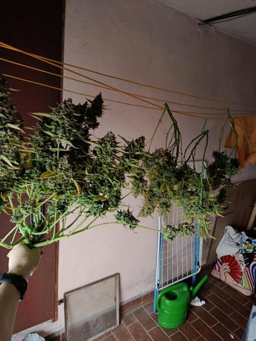 Gorilla Cookies Auto 20L Grow. Week 14